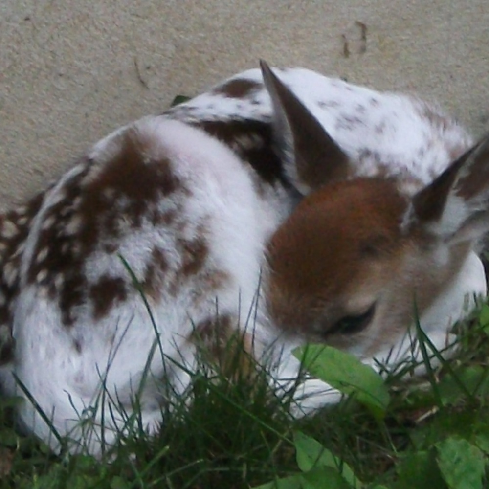 Meet your Posher, Diane